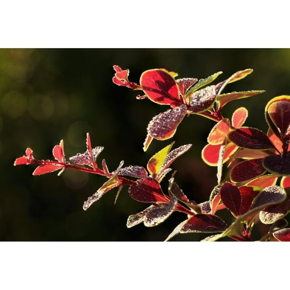 Posterazzi DPI12259608LARGE Close Up of Berberis - Quebec Canada Poster Print - 36 x 24 in. - Large