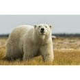 thumbnail image 1 of Posterazzi DPI12268177LARGE Polar Bear Walking by The Coast of Hudson Bay - Manitoba Canada Poster Print - 38 x 24 in. - Large, 1 of 3