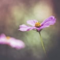thumbnail image 1 of Posterazzi DPI12270107 A Delicate Flower in The Jerusalem Botanical Garden - Jerusalem Israel Poster Print - 15 x 15 in., 1 of 3