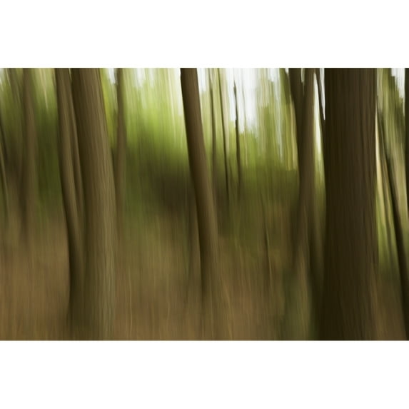Posterazzi DPI12271049LARGE Motion Blur of Trees - Ontario Canada Poster Print - 38 x 24 in. - Large