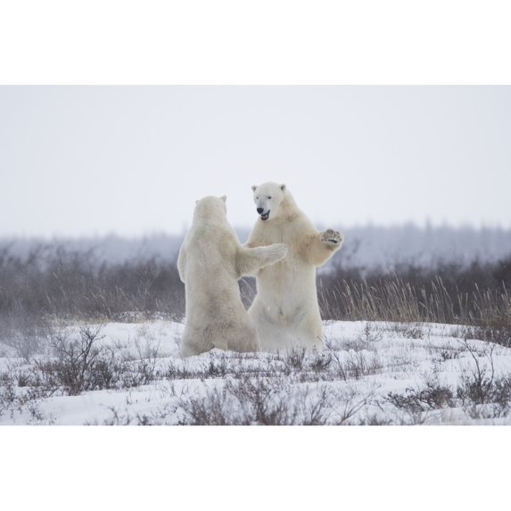 Posterazzi DPI12271068 Polar Bears Ursus Maritimus Sparring in The Snow During Winter Near Churchill - Manitoba Canada Poster Print - 19 x 12 in.