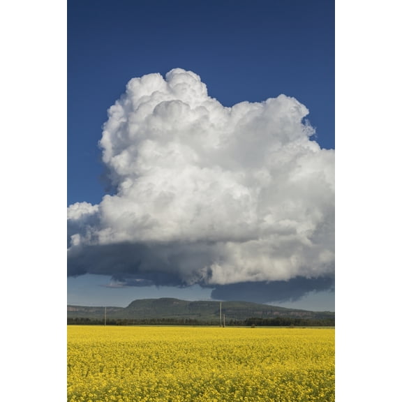 Canola field with blue sky and cloud; Thunder Bay, Ontario, Canada Poster Print (12 x 19)