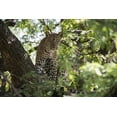 thumbnail image 1 of Posterazzi DPI12273587 Leopard Staring From Tree in Lake Manyara National Park - Tanzania Poster Print - 19 x 12 in., 1 of 4