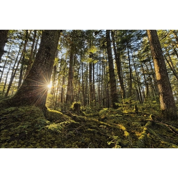 Posterazzi DPI12274275 Sunlight Streams Through The Rainforest of Naikoon Provincial Park Which is on Haida Gwaii - British Columbia Poster Print - 19 x 12 in.