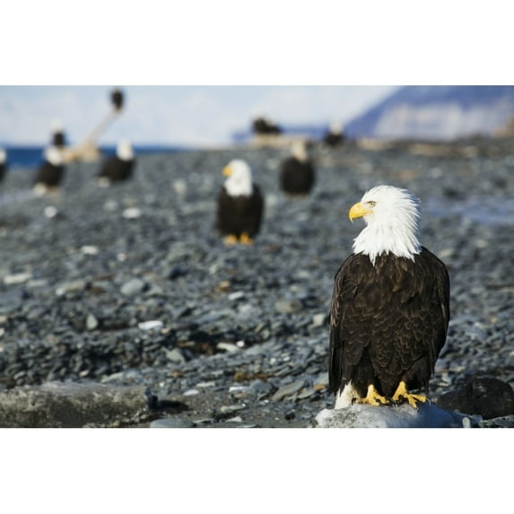 Posterazzi DPI12274785 Bald Eagles Standing on The Shore of Kachemak Bay on The Homer Spit Kenai Peninsula South Central Alaska Poster Print - 19 x 12 in.