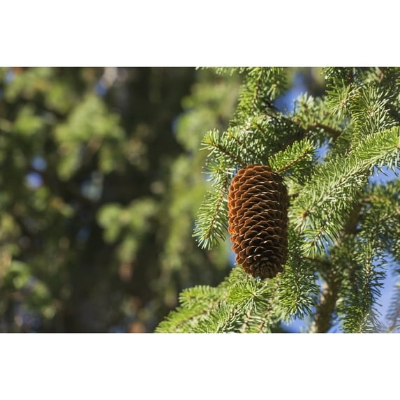 Posterazzi DPI12274925LARGE Open Cone on Spruce Tree - Edmonton Alberta Canada Poster Print - 38 x 24 in. - Large