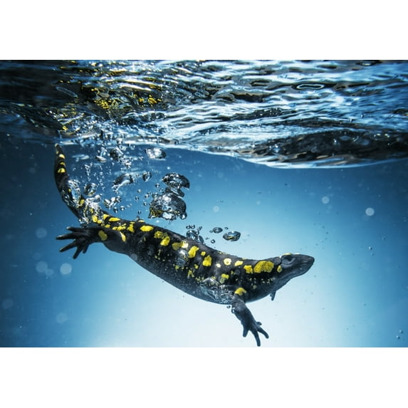 Posterazzi DPI12275330 Salamander Caudata Swimming in Water - Tarifa Cadiz Andalusia Spain Poster Print - 19 x 13 in.