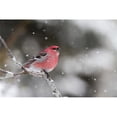 thumbnail image 1 of Posterazzi DPI12275524 Pine Grosbeak Pinicola Enucleator Male Perched on A Branch - Quebec Canada Poster Print - 19 x 12 in., 1 of 1
