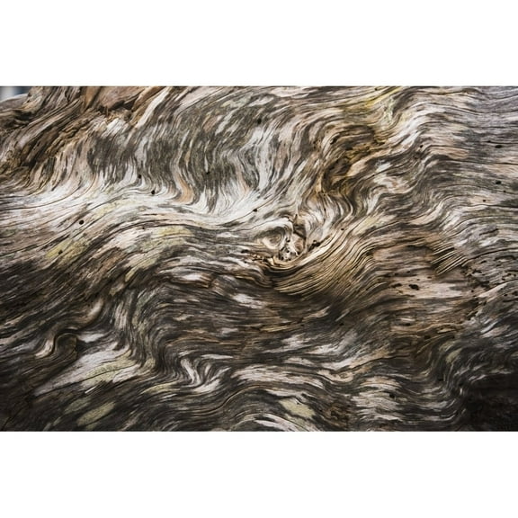Posterazzi DPI12276165 Amazing Patterns on Driftwood - Seaside Oregon United States of America Poster Print - 18 x 12 in.