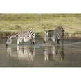 thumbnail image 1 of Posterazzi DPI12277847 Two Common Zebra Drinking in Waterhole at Ngorongoro Crater - Tanzania Poster Print - 19 x 12 in., 1 of 3