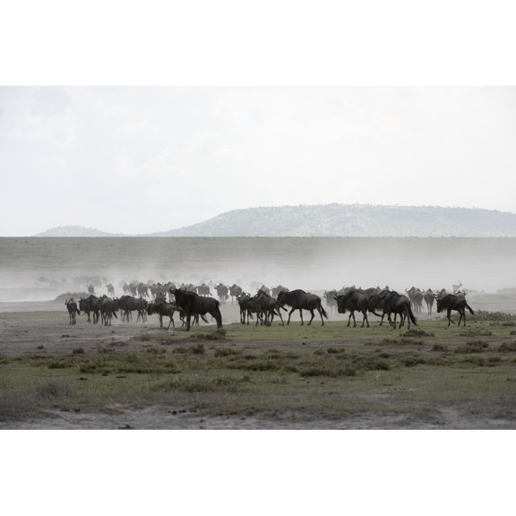 Posterazzi DPI12277866 Herd of Wildebeest Stirs Up Dust While Moving Across Serengeti Short Grass Plains Near Ndutu Ngorongoro Crater Conservation Area Poster Print - 19 x 12 in.