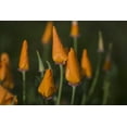 thumbnail image 1 of Posterazzi DPI12278001LARGE Rain Falls on California Poppies Poster Print - 38 x 24 in. - Large, 1 of 4