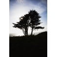 thumbnail image 1 of Posterazzi DPI12278540 The Silhouette of A Tree Against A Bright Blue Sky & Cloud with The Pacific Coastline on Fort Point - San Francisco Ca Poster Print - 12 x 19 in., 1 of 4