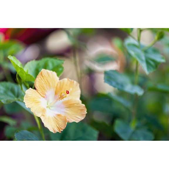 Posterazzi DPI12278667 Hibiscus - Wailua Kauai Hawaii United States of America Poster Print - 19 x 12 in.
