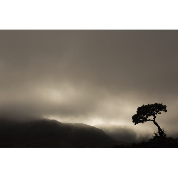 Posterazzi DPI12281405LARGE Silhouette of A Tree Against A Stormy Sky in Richtersveld National Park - South Africa Poster Print - 38 x 24 in. - Large