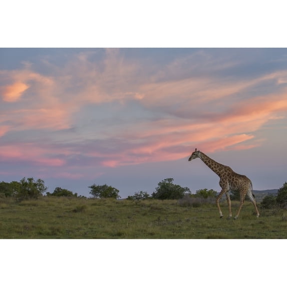 Posterazzi DPI12281484LARGE Giraffe at Sunset - South Africa Poster Print - 38 x 24 in. - Large
