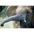 thumbnail image 1 of Posterazzi DPI12281713LARGE Elephant Elephantidae Feeding at Dinokeng Game Reserve - South Africa Poster Print - 38 x 24 in. - Large, 1 of 3