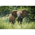thumbnail image 1 of Posterazzi DPI12281717 Elephant Elephantidae Feeding at Dinokeng Game Reserve - South Africa Poster Print - 19 x 12 in., 1 of 3