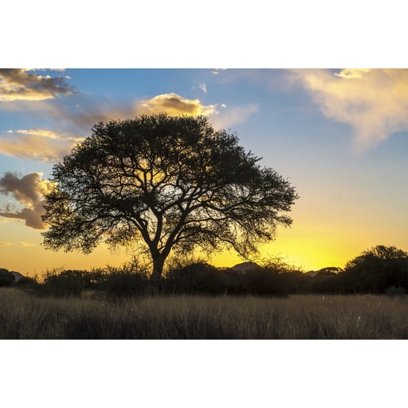 Posterazzi DPI12281760 Tree Silhouetted by The Sun at Dusk - Namibia Poster Print - 19 x 12 in.
