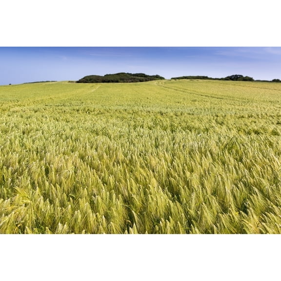 Posterazzi DPI12282561 Wide Angle Image of A Barley Field with Blue Sky - Brittany France Poster Print - 19 x 12 in.