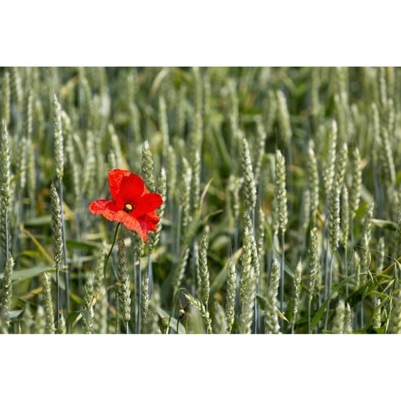 Posterazzi DPI12282586 Close Up of Red Poppy in A Green Wheat Field - Brehec Brittany France Poster Print - 19 x 12 in.