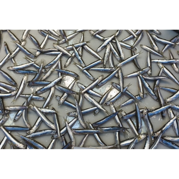 Posterazzi DPI12284927 Sardines Laying Out On A Grey Surface - Malaga Province Andalusia Spain Poster Print by Ben Welsh, 19 x 12