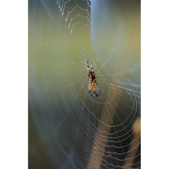 Posterazzi DPI12284950 An Orb Weaver Spider Araneus Diadematus Tends Her Web - Astoria Oregon United States of America Poster Print by Robert L.Potts, 11 x 17