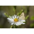 thumbnail image 1 of Posterazzi DPI12284960 Copper Butterfly Lycaenidae Seeks Nectar from Aster Blossoms - Astoria Oregon United States of America Poster Print by Robert L.Potts, 18 x 12, 1 of 3