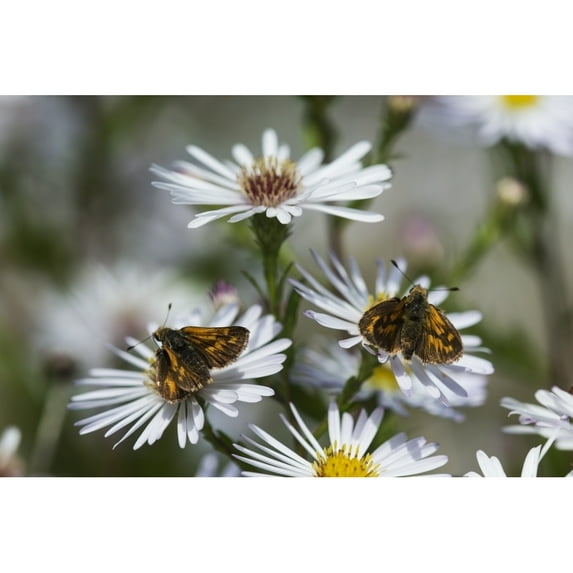 Posterazzi DPI12284961LARGE Skipper Butterflies Feed On Aster Blossoms in a Garden - Astoria Oregon United States of America Poster Print by Robert L.Potts, 36 x 24 - Large