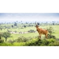 thumbnail image 1 of Posterazzi DPI12285268LARGE High Shouldered & A Somewhat Awkward Looking Antelope with A Long Pointed Head Murchison Falls National Park - Uganda 4 Poster Print by Reynold Mainse, 40 x 22 - Large, 1 of 3