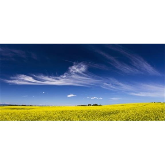 Posterazzi DPI12285329LARGE Flowering Canola Field with Wispy Clouds & Blue Sky - Alberta Canada Poster Print by Michael Interisano, 44 x 20 - Large