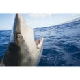 thumbnail image 1 of Posterazzi DPI12286125 Galapagos Shark Can Reach Twelve Feet in Length & Is Listed As Potentially Dangerous - Hawaii United States of America Poster Print by Dave Fleetham, 17 x 11, 1 of 3