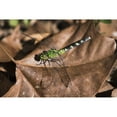 thumbnail image 1 of Posterazzi DPI12286526 Eastern Pondhawk Dragonfly Casts A Shadow On A Leaf - Vian Oklahoma United States of America Poster Print by Robert L.Potts, 19 x 12, 1 of 3