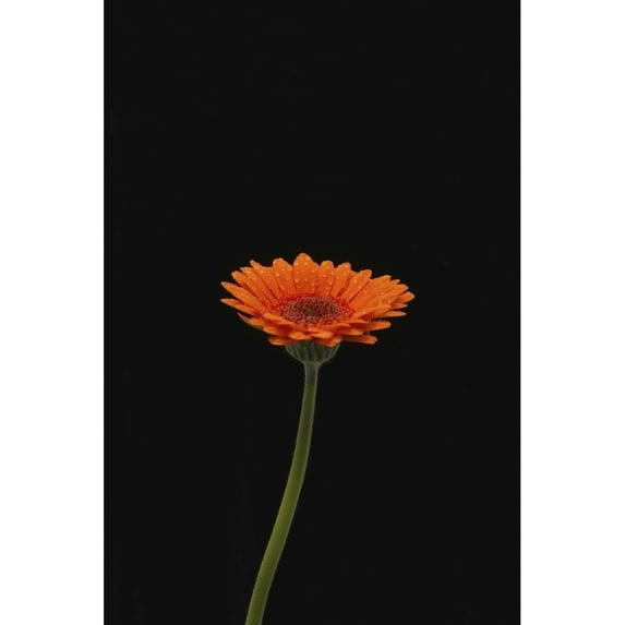 Posterazzi DPI12288066 Head & Stem of An Orange Gerbera Sprinkled with Raindrops Against A Black Background - London England Poster Print by Nick Dale, 12 x 18