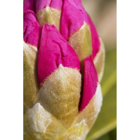 Posterazzi DPI12288200LARGE Closeup of Rhododendron Flower Bud Kodiak Alaska Spring Poster Print by Marion Owen, 24 x 38 - Large