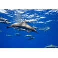 thumbnail image 1 of Posterazzi DPI12288511 Spinner Dolphin Travel in Large Groups Around The Island of Hawaii - Hawaii United States of America Poster Print by Dave Fleetham, 19 x 12, 1 of 4