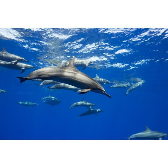 Posterazzi DPI12288511 Spinner Dolphin Travel in Large Groups Around The Island of Hawaii - Hawaii United States of America Poster Print by Dave Fleetham, 19 x 12