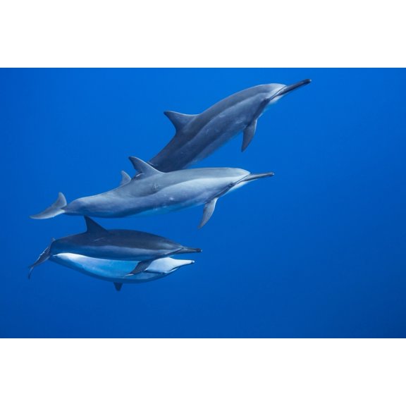 Posterazzi DPI12288514LARGE Four Spinner Dolphin Poster Print by Dave Fleetham, 38 x 24 - Large