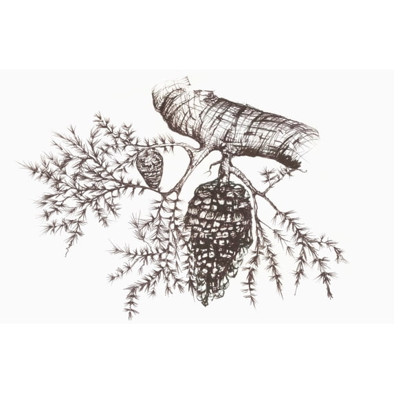 Posterazzi DPI12288541 Sketch of A Pine Cone Hanging from A Tree Branch Poster Print by Vern Hoffman, 19 x 12