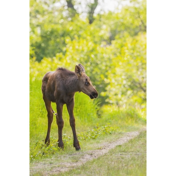Posterazzi DPI12288642 Moose Calf in Kincaid Park Anchorage Southcentral Alaska Summer Poster Print by Michael Jones, 12 x 19