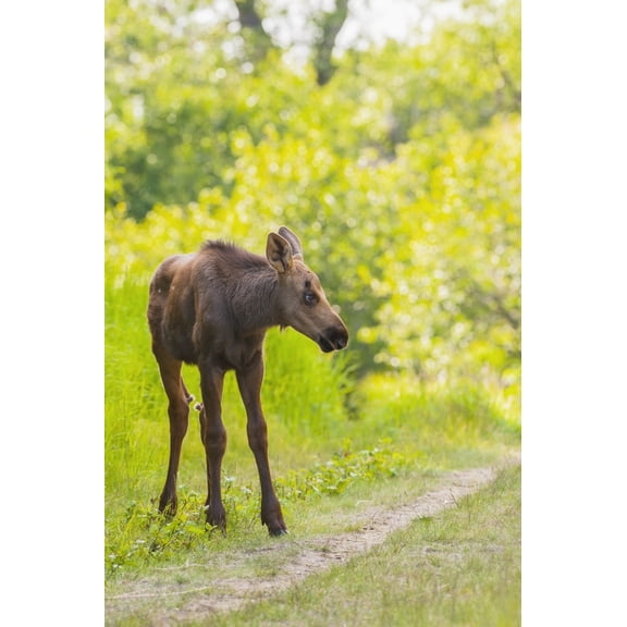 Posterazzi DPI12288642 Moose Calf in Kincaid Park Anchorage Southcentral Alaska Summer Poster Print by Michael Jones, 12 x 19