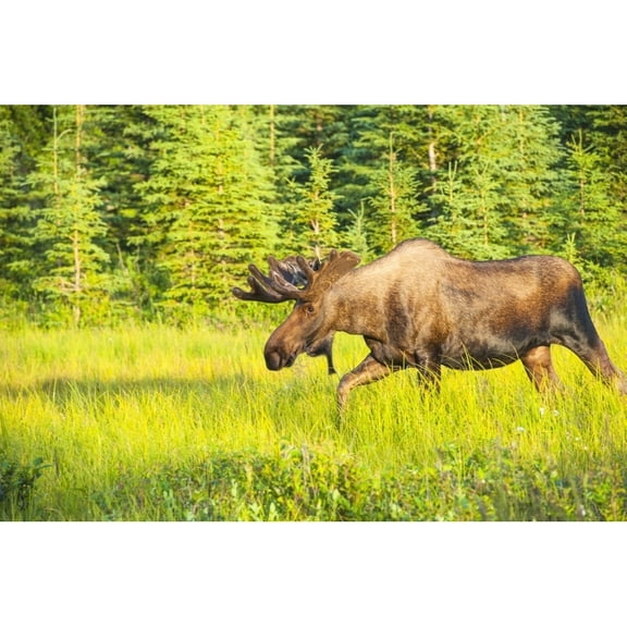 Posterazzi DPI12288663 Bull Moose in Velvet Kincaid Park Anchorage Southcentral Alaska Summer Poster Print by Michael Jones, 19 x 12