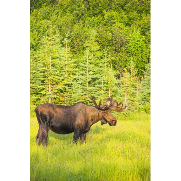 Posterazzi DPI12288664 Bull Moose in Velvet Kincaid Park Anchorage Southcentral Alaska Summer Poster Print by Michael Jones, 12 x 19