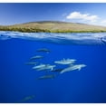thumbnail image 1 of Posterazzi DPI12289487LARGE A Split View of Spinner Dolphin Below Water & The Island of Lanai Above - Hawaii United States of America Poster Print by Dave Fleetham, 32 x 30 - Large, 1 of 3