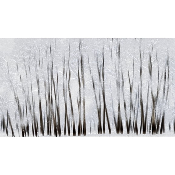 Posterazzi DPI12290190 Abstract Trees with Motion Blur - Alberta Canada Poster Print by Ron Harris, 20 x 11