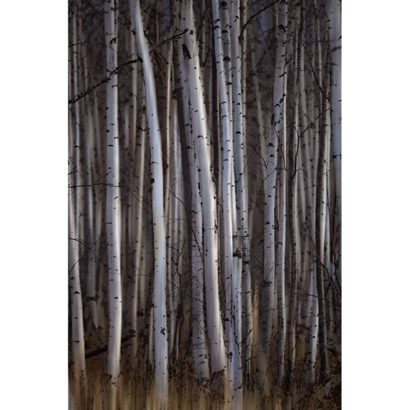 Posterazzi DPI12290225 Forest of Birch Trees - Alberta Canada Poster Print by Ron Harris, 12 x 19