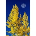 thumbnail image 1 of Posterazzi DPI12290279 Bright Colourful Aspen Trees in Autumn with Large Full Moon & Blue Sky - Calgary Alberta Canada Poster Print by Michael Interisano, 12 x 19, 1 of 3