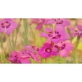 thumbnail image 1 of Posterazzi DPI12290305 Painting of Pink Flowers in a Garden - Alberta Canada Poster Print by Ron Harris, 18 x 10, 1 of 3