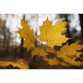thumbnail image 1 of Posterazzi DPI12290368LARGE Golden Coloured Maple Leaves in Autumn - Brampton Ontario Canada Poster Print by Ron Bouwhuis, 36 x 24 - Large, 1 of 3