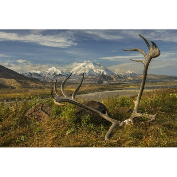 Posterazzi DPI12291265 A Set of Caribou Antlers At The Eielson Visitor Center in Denali National Park & Preserve Alaska. Poster Print by Carl Johnson, 19 x 12